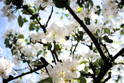 nature  tree  blossom