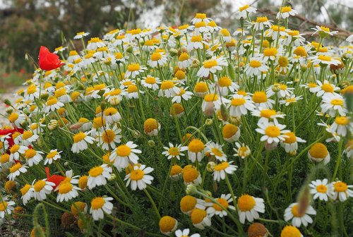 nature  flowers  spring