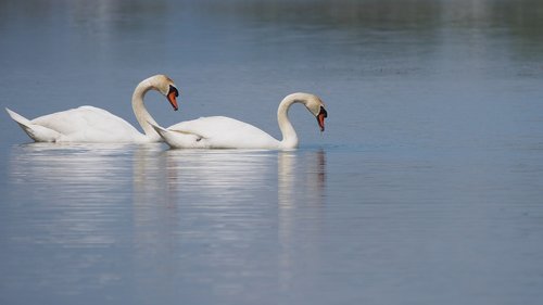 nature  birds  swans