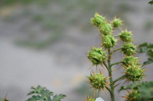 nature  trees  flowers