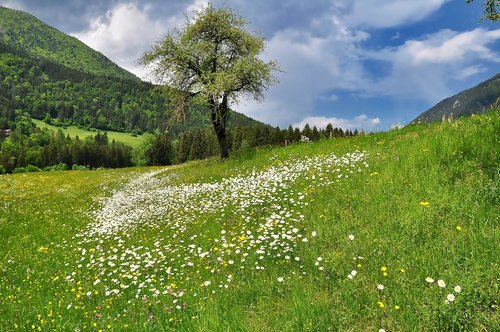 nature  landscape  meadow