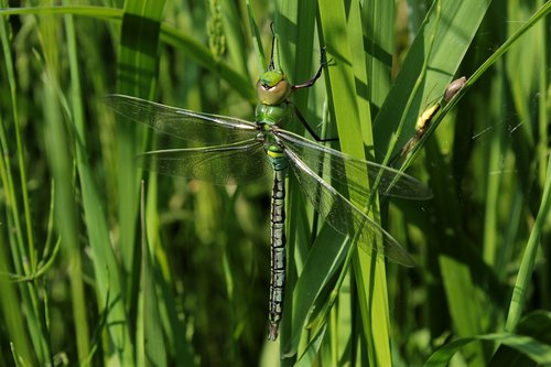 nature  green  grass