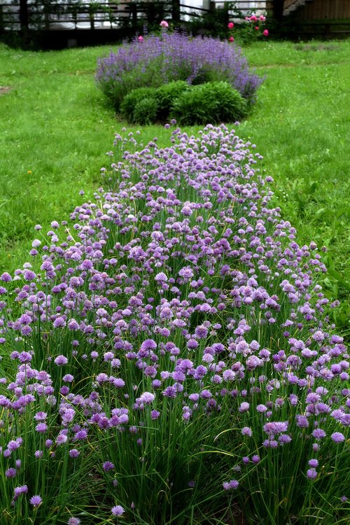 nature  colors  flowers