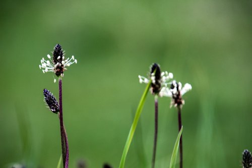 nature  meadow