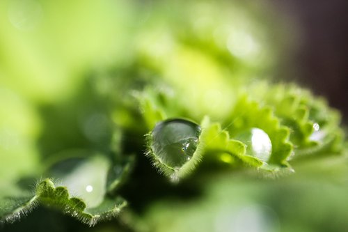 nature  leaf