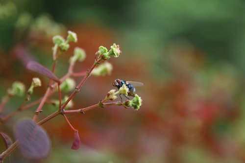 nature  nature closeup  jinnah garden lahore