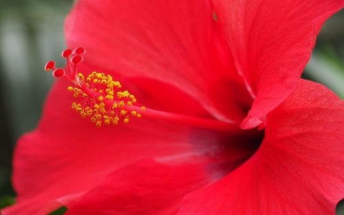 nature  flower  hibiscus