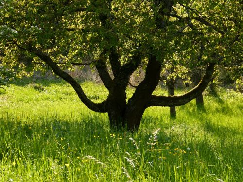 nature landscape tree