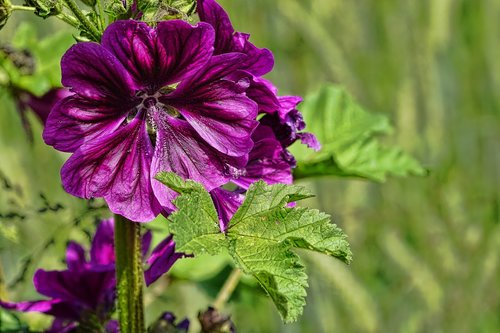 nature  wild flower  spring