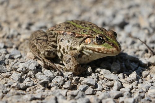 nature  frog  amphibian