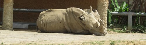 nature  fauna  rhino