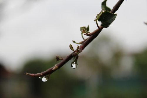 nature  drops of water  rain