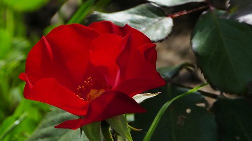 nature  garden  rose