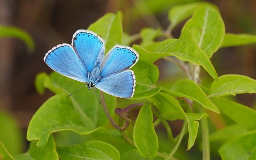 nature  butterfly  leaf