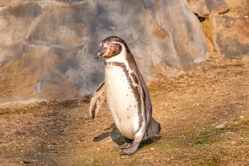 nature  animals  penguin