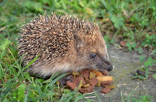 nature  animal  hedgehog