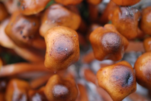 nature  mushrooms  tree sponges