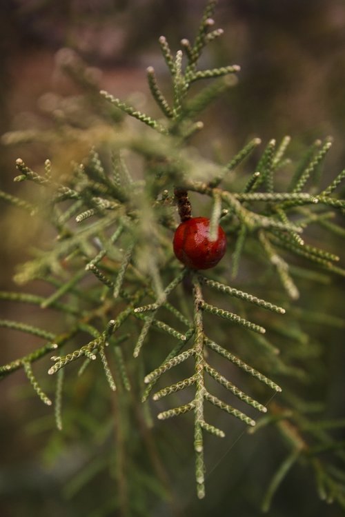 nature  berry