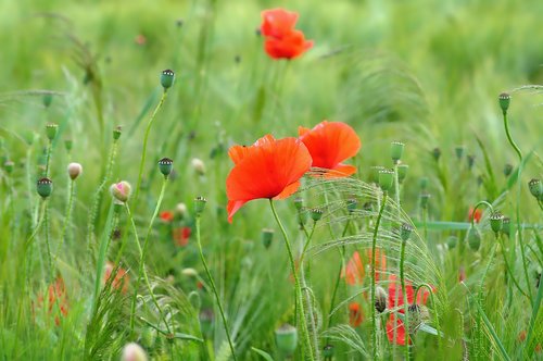 nature  poppy  klatschmohn