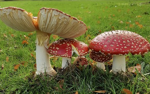 nature  fungi  mushroom