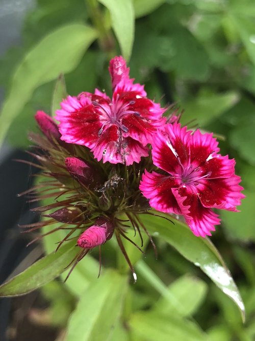 nature  botany  flower