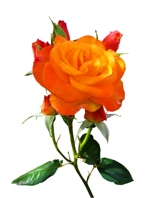 nature  flower  rose