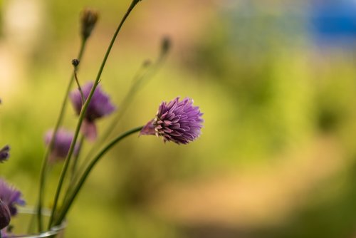 nature  chives  blossom