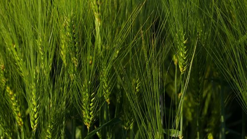 nature  agriculture  wheat