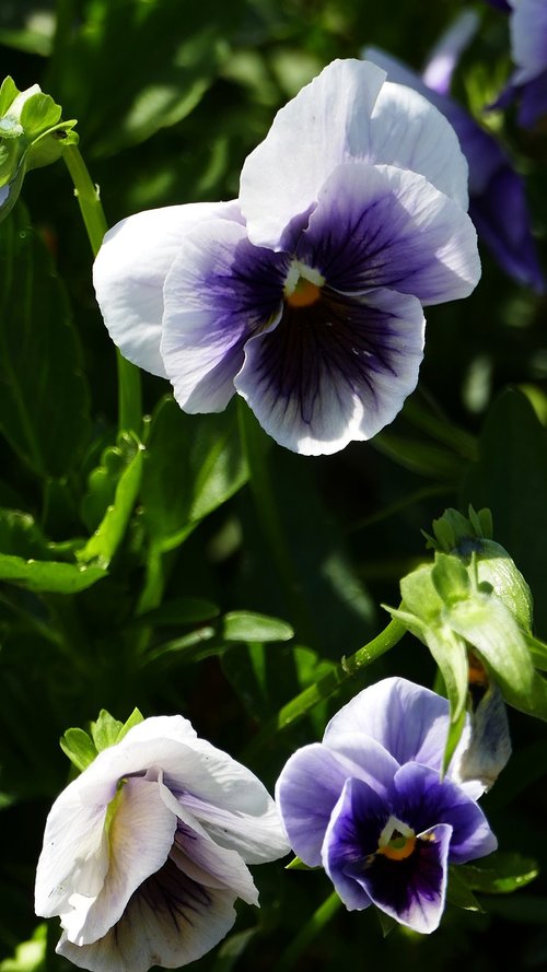 nature  garden  flower