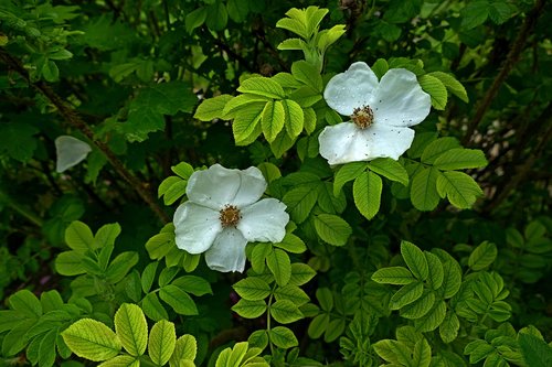 nature  colors  flowers