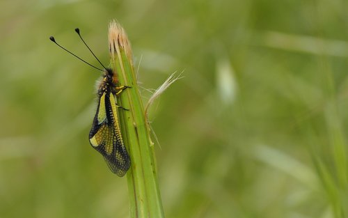 nature  insects  macro