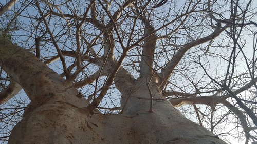 nature  senegal  baobab