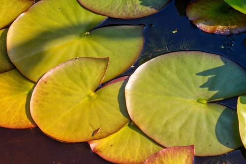 nature  plant  nuphar lutea
