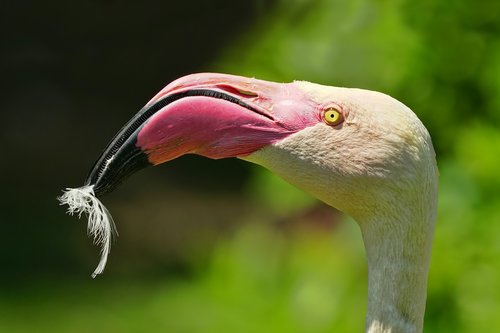 nature  bird  flamingo
