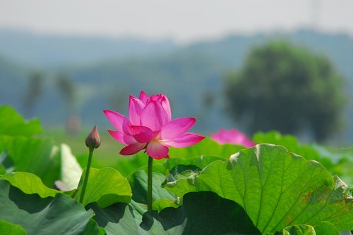 nature  lotus  kite