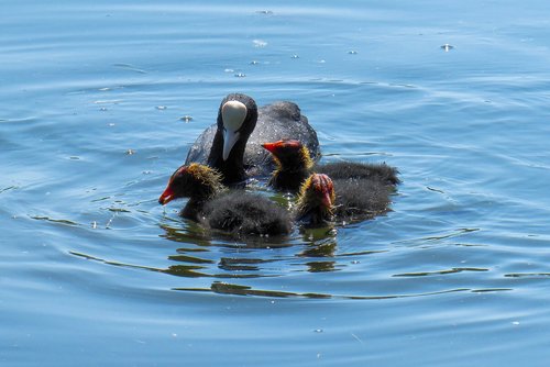 nature  bird  water bird