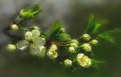 nature  spring  plum blossom