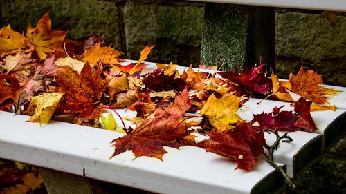 nature  leaves  leaf