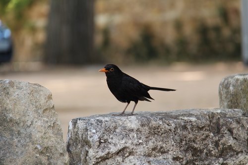 nature  animals  crow