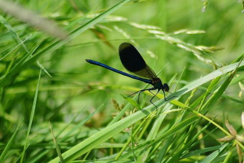 nature  dragonfly  close up