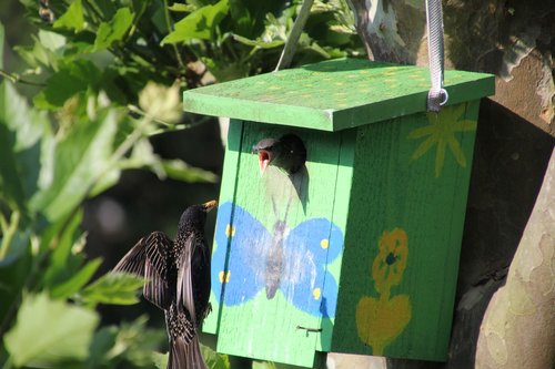 nature  animal world  bird