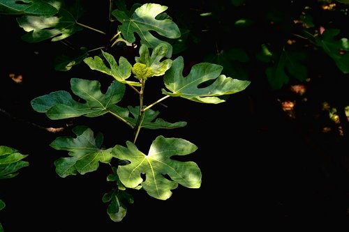 nature  leaves  fig leaves