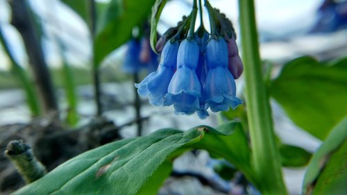 nature  plants  flowers