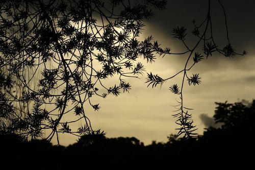 nature  botanica  botanist