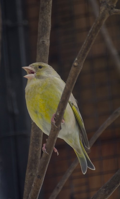 nature  birds  greenfinch