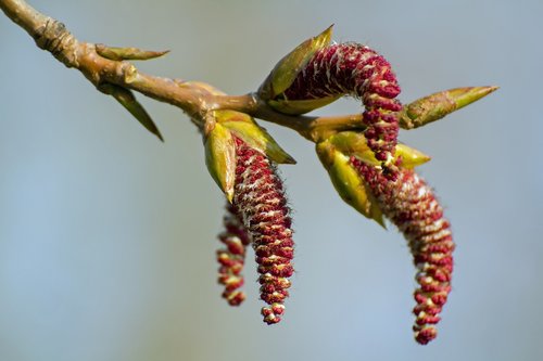 nature  tree  branches