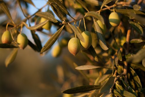 nature  olive  olives