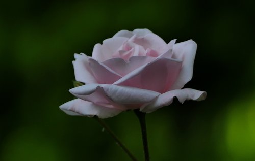 nature  garden  rose