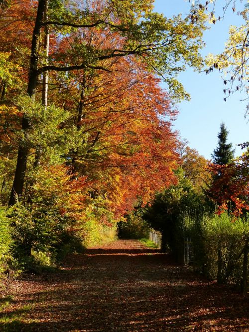 nature forest away