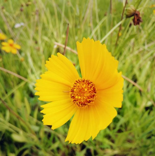 nature  flower  coreopsis